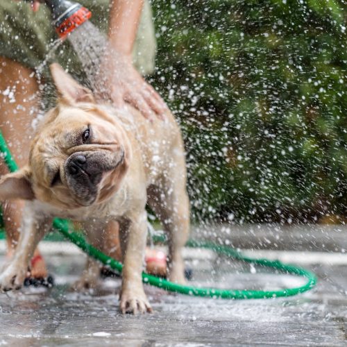 Dias de calor: como cuidar dos pets durante a estação mais quente do ano?