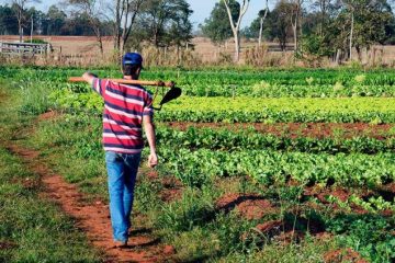 Delegado Lucas investe R$ 1,4 milhão na agricultura familiar de Buritis
