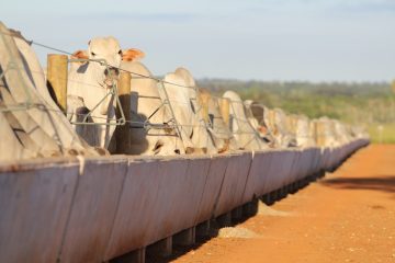 Estrutura do confinamento confiável e resistente é chave para carne de qualidade