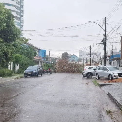 Chuvas intensas elevam alerta para queda de árvores em Porto Velho